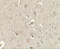 C-C Motif Chemokine Ligand 4 antibody, 7227, ProSci, Immunohistochemistry frozen image 