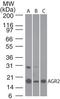 hAG-2 antibody, TA337169, Origene, Western Blot image 