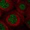 Transmembrane Protein 94 antibody, NBP1-86932, Novus Biologicals, Immunofluorescence image 