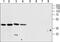 Calcium Homeostasis Modulator 1 antibody, PA5-77340, Invitrogen Antibodies, Western Blot image 