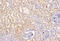 Stromelysin-2 antibody, A53300-100, Epigentek, Immunohistochemistry paraffin image 