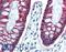 CLDN7 antibody, LS-B2918, Lifespan Biosciences, Immunohistochemistry frozen image 