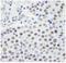 Splicing Factor 3a Subunit 1 antibody, NB100-79843, Novus Biologicals, Immunohistochemistry paraffin image 