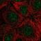 Ribonuclease H2 subunit C antibody, PA5-66770, Invitrogen Antibodies, Immunofluorescence image 