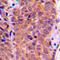Forkhead Box O1 antibody, LS-C352214, Lifespan Biosciences, Immunohistochemistry frozen image 