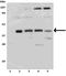 MCL1 Apoptosis Regulator, BCL2 Family Member antibody, ADI-AAM-241-E, Enzo Life Sciences, Western Blot image 