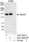 Ankyrin repeat and IBR domain-containing protein 1 antibody, A301-367A, Bethyl Labs, Immunoprecipitation image 
