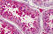 Alpha-1-B Glycoprotein antibody, MBS246213, MyBioSource, Immunohistochemistry frozen image 
