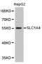 Neutral amino acid transporter A antibody, TA327511, Origene, Western Blot image 