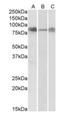Delta Like Canonical Notch Ligand 4 antibody, orb153649, Biorbyt, Western Blot image 