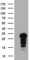 SSX Family Member 5 antibody, MA5-25901, Invitrogen Antibodies, Western Blot image 