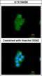 Peptidylprolyl Isomerase D antibody, GTX104038, GeneTex, Immunocytochemistry image 