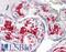 AIF1 antibody, LS-B2402, Lifespan Biosciences, Immunohistochemistry frozen image 