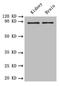 Receptor-type tyrosine-protein phosphatase epsilon antibody, LS-C676338, Lifespan Biosciences, Western Blot image 
