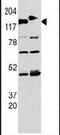 Cytoplasmic Linker Associated Protein 2 antibody, PA5-23922, Invitrogen Antibodies, Western Blot image 