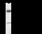 Chromobox 1 antibody, GTX02204, GeneTex, Immunoprecipitation image 