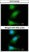 Baculoviral IAP Repeat Containing 7 antibody, LS-C186348, Lifespan Biosciences, Immunocytochemistry image 