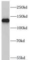 Myosin IA antibody, FNab05503, FineTest, Western Blot image 