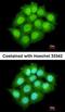 ADP Ribosylation Factor Like GTPase 14 antibody, orb74272, Biorbyt, Immunofluorescence image 