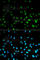 Histone Deacetylase 3 antibody, A2139, ABclonal Technology, Immunofluorescence image 