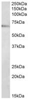 TRAF3 Interacting Protein 2 antibody, AP32701PU-N, Origene, Western Blot image 