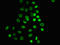 H12 antibody, LS-C676858, Lifespan Biosciences, Immunofluorescence image 