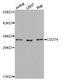 Pdl1 antibody, TA327120, Origene, Western Blot image 