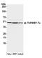 Elongation factor Tu, mitochondrial antibody, A305-015A, Bethyl Labs, Western Blot image 