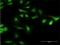 Calcium signal-modulating cyclophilin ligand antibody, H00000819-M02, Novus Biologicals, Immunocytochemistry image 