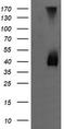 Mitogen-Activated Protein Kinase Kinase 3 antibody, TA505644AM, Origene, Western Blot image 