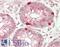 Myosin-Ib antibody, LS-B14806, Lifespan Biosciences, Immunohistochemistry paraffin image 