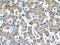 HGb antibody, 60228-1-Ig, Proteintech Group, Immunohistochemistry frozen image 