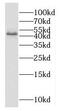 Neuroendocrine secretory protein 55 antibody, FNab03536, FineTest, Western Blot image 