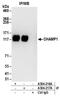 Chromosome Alignment Maintaining Phosphoprotein 1 antibody, A304-216A, Bethyl Labs, Immunoprecipitation image 