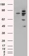MDM2 Proto-Oncogene antibody, LS-C55101, Lifespan Biosciences, Western Blot image 