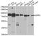 Dipeptidyl Peptidase 3 antibody, LS-C748443, Lifespan Biosciences, Western Blot image 