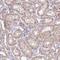 Family With Sequence Similarity 153 Member A antibody, NBP2-46802, Novus Biologicals, Immunohistochemistry frozen image 