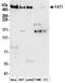 FAT Atypical Cadherin 1 antibody, NBP2-32275, Novus Biologicals, Western Blot image 