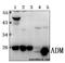 Adrenomedullin antibody, GTX66817, GeneTex, Western Blot image 
