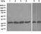 Dihydrofolate Reductase antibody, TA310408, Origene, Western Blot image 