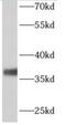 ALG5 Dolichyl-Phosphate Beta-Glucosyltransferase antibody, FNab00307, FineTest, Western Blot image 