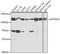FAST Kinase Domains 1 antibody, A13678-1, Boster Biological Technology, Western Blot image 