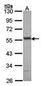 ETS Transcription Factor ERG antibody, orb73703, Biorbyt, Western Blot image 