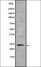 Tubulin Polymerization Promoting Protein antibody, orb336897, Biorbyt, Western Blot image 
