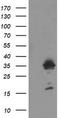 Metabolism Of Cobalamin Associated C antibody, TA504934, Origene, Western Blot image 