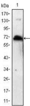 Kelch Like Family Member 1 antibody, NBP1-51657, Novus Biologicals, Western Blot image 
