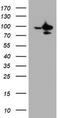 Splicing Factor 3a Subunit 1 antibody, CF800543, Origene, Western Blot image 