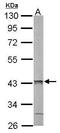 Poly(rC)-binding protein 2 antibody, TA308051, Origene, Western Blot image 