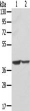 Syntaxin 16 antibody, TA350472, Origene, Western Blot image 