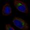 C-C chemokine receptor type 10 antibody, NBP2-56544, Novus Biologicals, Immunofluorescence image 